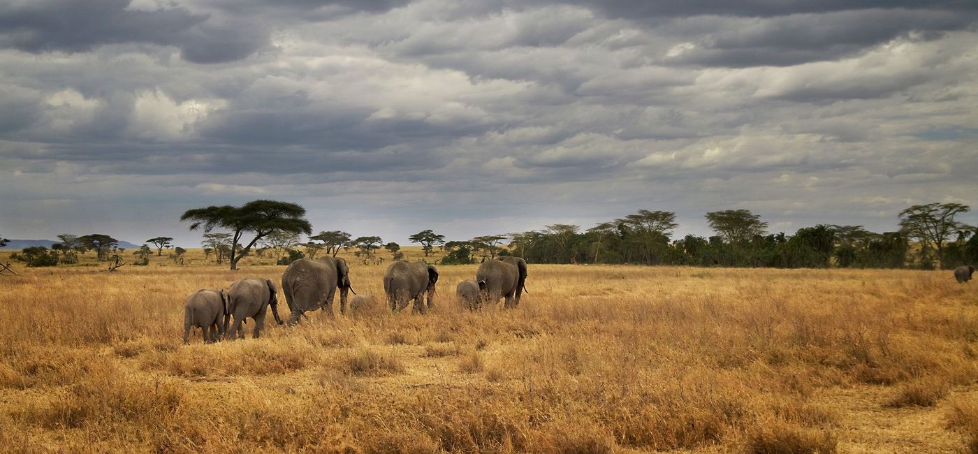 Image: PHOTO: Tanzania safari. (photo courtesy G Adventures) (Provided by GAdventures)