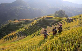North & Central Vietnam: Hanoi, Hoi An & Countryside Adventures