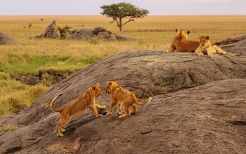East Africa Overland: Serengeti & Safari Drives