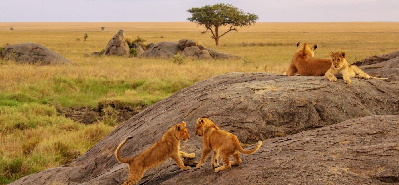 Image: Enjoy Africa with a Holland America Grand Voyage (Provided by GAdventures)