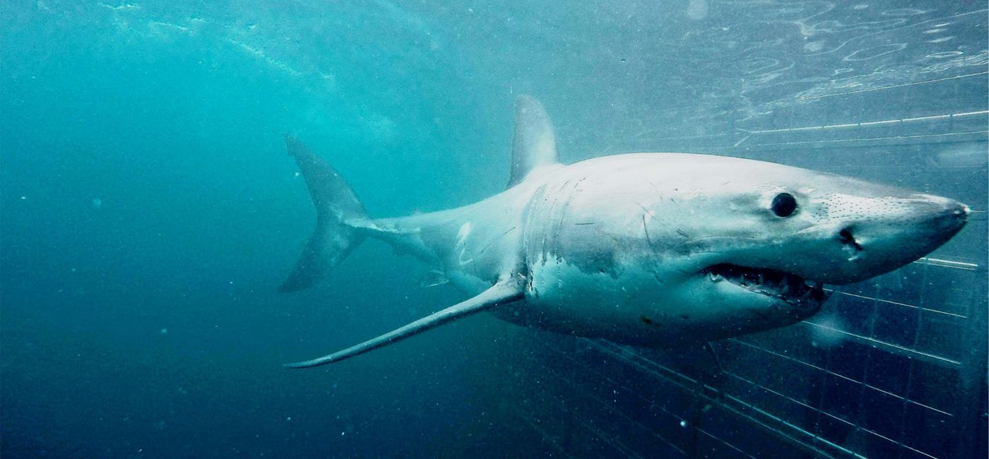 Image: Cape Town Day Tour: Shark Cage Diving (Photo by G Adventures Media License) (Provided by GAdventures)