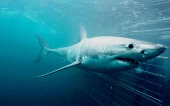 Cape Town Day Tour: Shark Cage Diving (full day)
