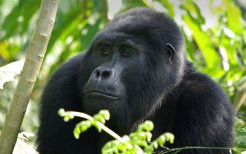 Gorilla Trek Independent Adventure