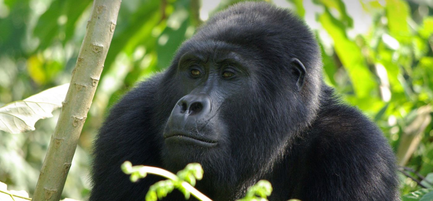 Image: A gorilla in Uganda. (Provided by GAdventures)