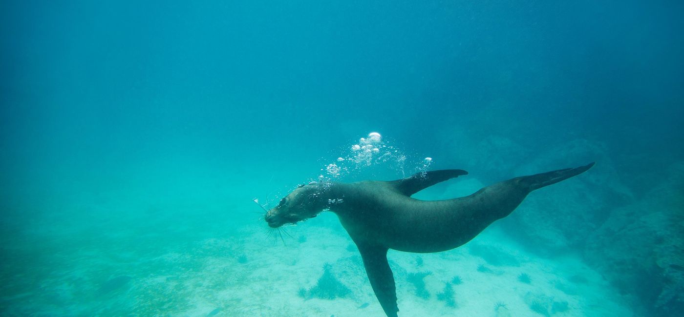 Image: Galápagos Land & Sea — Central & South Islands aboard the Yolita (Provided by GAdventures)