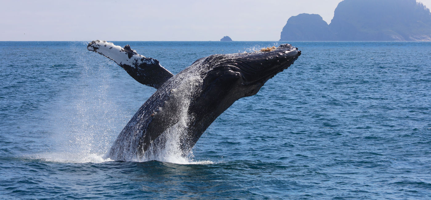 Image: PHOTO: Humpback whale breaching out of the water in Kenai Fjords National Park in Alaska. (photo via sbolce/iStock/Getty Images Plus)