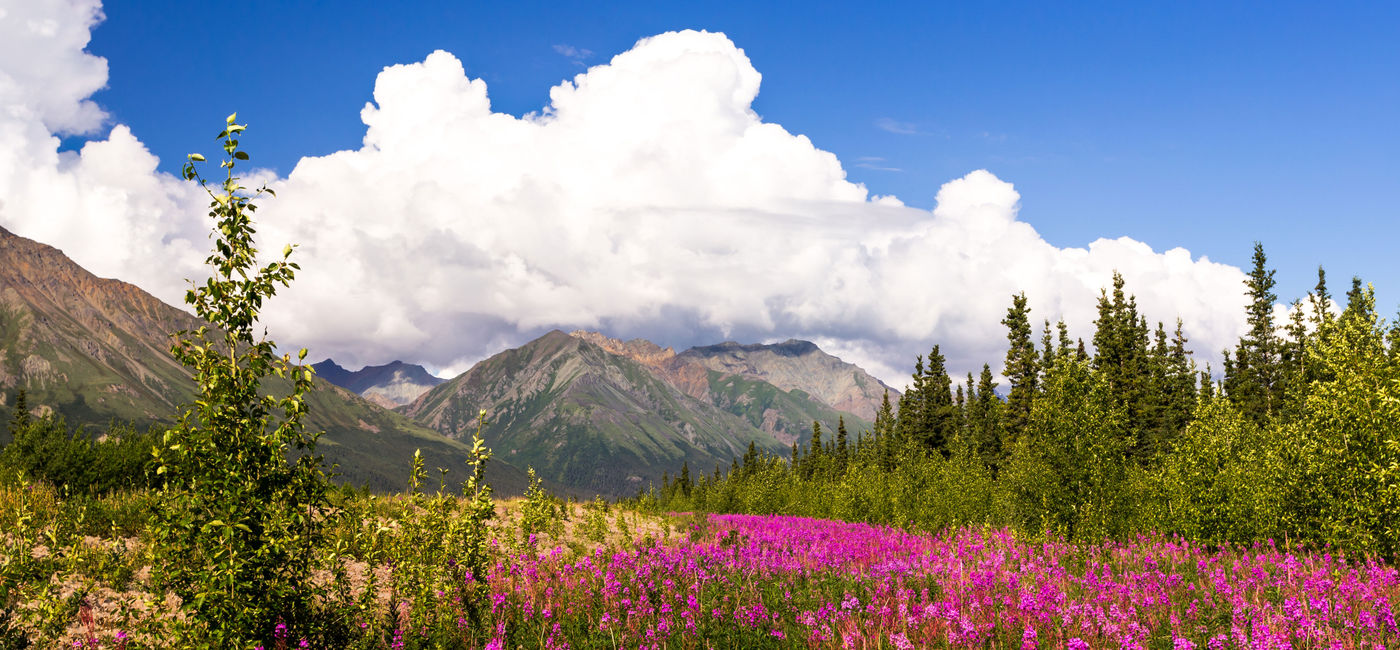 Image: Mountains and wild flowers in summer day. Yukon, Canada (photo via Strekoza2 / iStock / Getty Images Plus)
