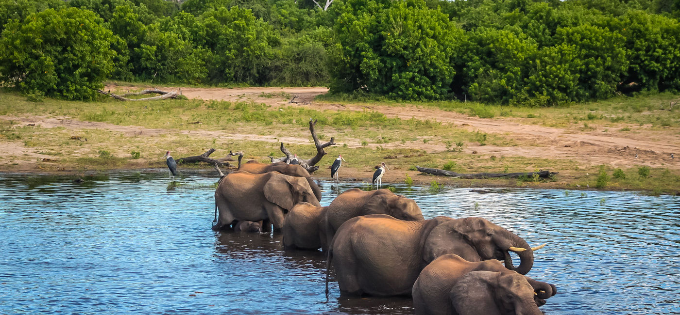Image: The Belmond Savute Elephant Lodge gives guests an intimate view of nature. (Photo via DACowley / iStock / Getty Images Plus)