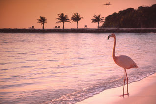 Flamingo on Renaissance Island in Aruba