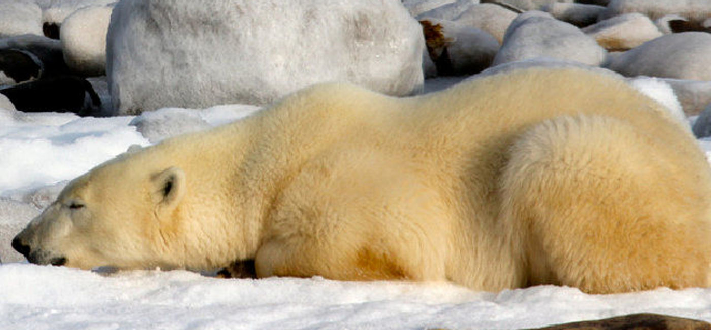 Image: PHOTO:  Polar bears in Churchill, Manitoba. (photo via Flickr/Emma)