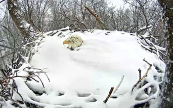 Bald_Eagle_Thor