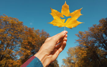 Autumn, Fall, seasons, leaf, airplane, plane