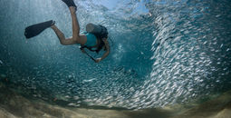 Snorkeling and Scuba Diving in Los Cabos