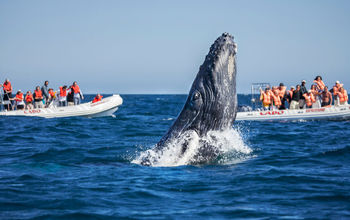 Whale watching in Los Cabos