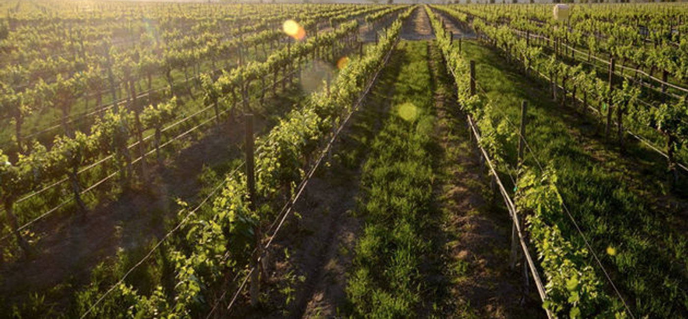 Image: For three decades, the festivities have been an opportunity to showcase the goodness of Ensenada's terroir (Baja California State)