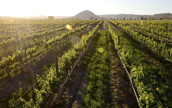 For three decades, the festivities have been an opportunity to showcase the goodness of Ensenada&#39;s terroir