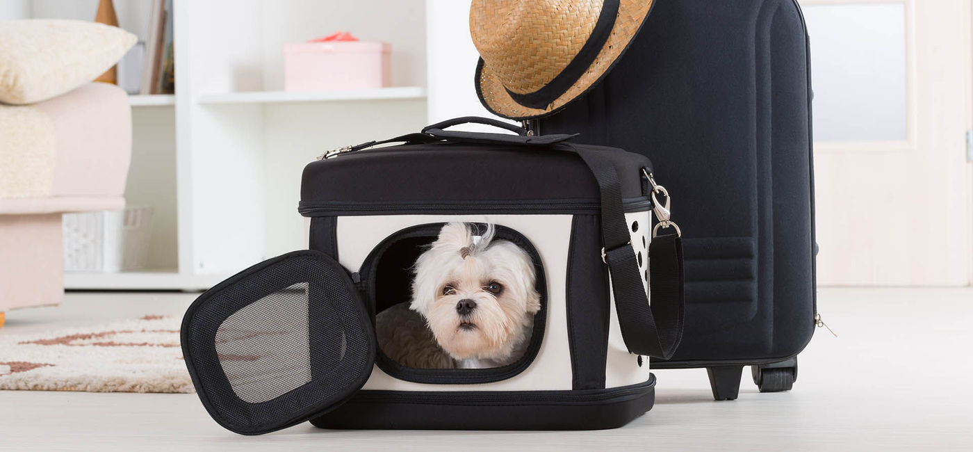 Image: PHOTO Fido is sure to have a blast in one of these pet-friendly carriers. (photo courtesy (photo courtesy humonia/iStock/Getty Images Plus)
