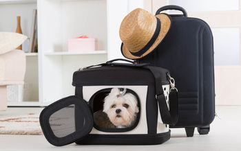 Pet travel