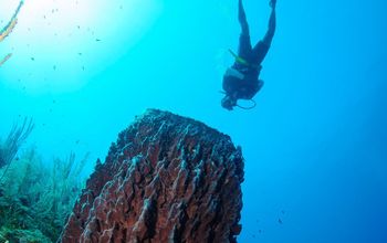 Diving Belize Barrier Reef