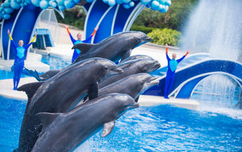 Dolphin Days at SeaWorld Orlando, Florida.