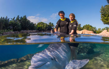Dolphin Lagoon at Discovery Cove, Orlando, Florida.