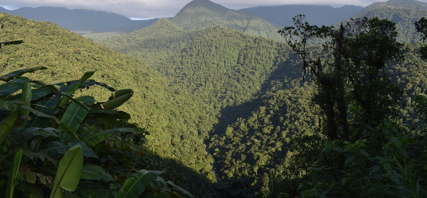 Image: Braulio Carrillo National Park, Costa Rica (photo by Gerardo Masis) (PHOTO: courtoisie de Gerardo Masis)