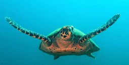 Sea turtle swimming in Coiba, Panama