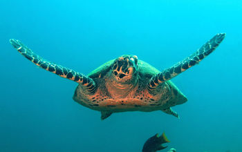 Sea turtle swimming in Coiba, Panama