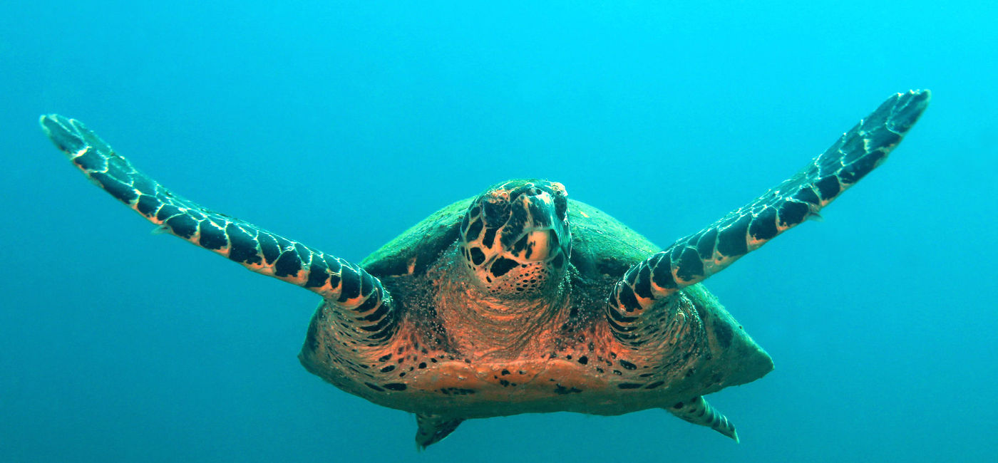 Image: Sea turtle swimming in Coiba, Panama (photo courtesy AndamanSE/iStock / Getty Images Plus)