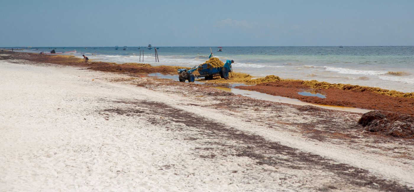 Image: PHOTO: Workers cleaning up sargassum seaweed from a Caribbean beach. (photo via Fouque/iStock/Getty Images Plus)