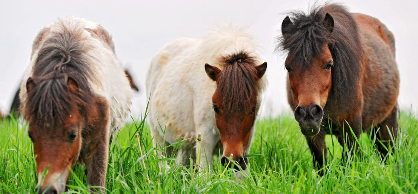 Image: PHOTO: Miniature horses are cheering up air travelers in the Midwest. (photo via Flickr/Tambako The Jaguar)