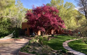 Red and green trees with lawn and hammock on grounds of Adobe & Pines Inn in Taos