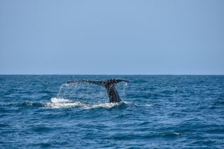 Los Cabos Tourism