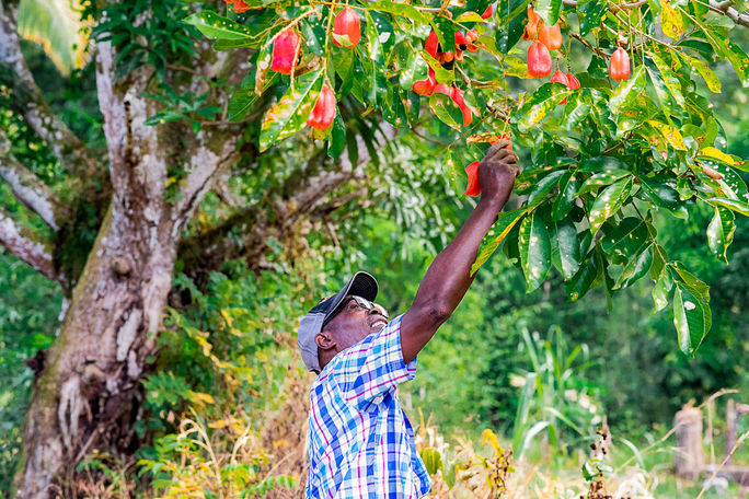 One of the Sandals Foundations' fruit-bearing trees. Sandals Resorts, Caribbean, Food, Fruit, Trees, Harvesting, Planting, Earth Day