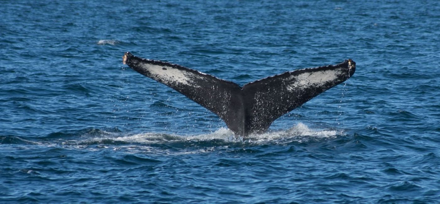 Image: Whale-watching in Banderas Bay. (Photo courtesy via Puerto Vallarta Tourism Board) ((photo via Puerto Vallarta Tourism Board))