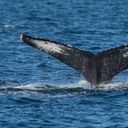 El avistamiento de ballenas es uno de los grandes atractivos de Puerto Vallarta. ((Photo: via Puerto Vallarta Tourism Board).