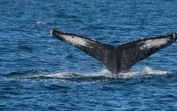 El avistamiento de ballenas es uno de los grandes atractivos de Puerto Vallarta. ((Photo: via Puerto Vallarta Tourism Board).