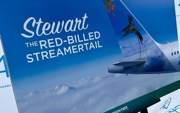 Stewart the Red-billed Streamertail.