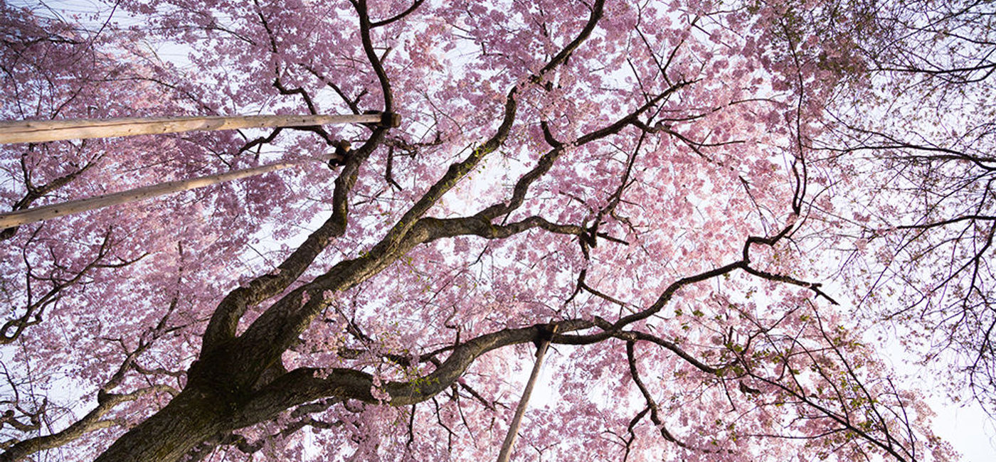 Image: PHOTO: Happiness is a stroll through Kyoto's cherry blossoms this spring. (photo via Flickr/Yiannis Theologos Michellis)