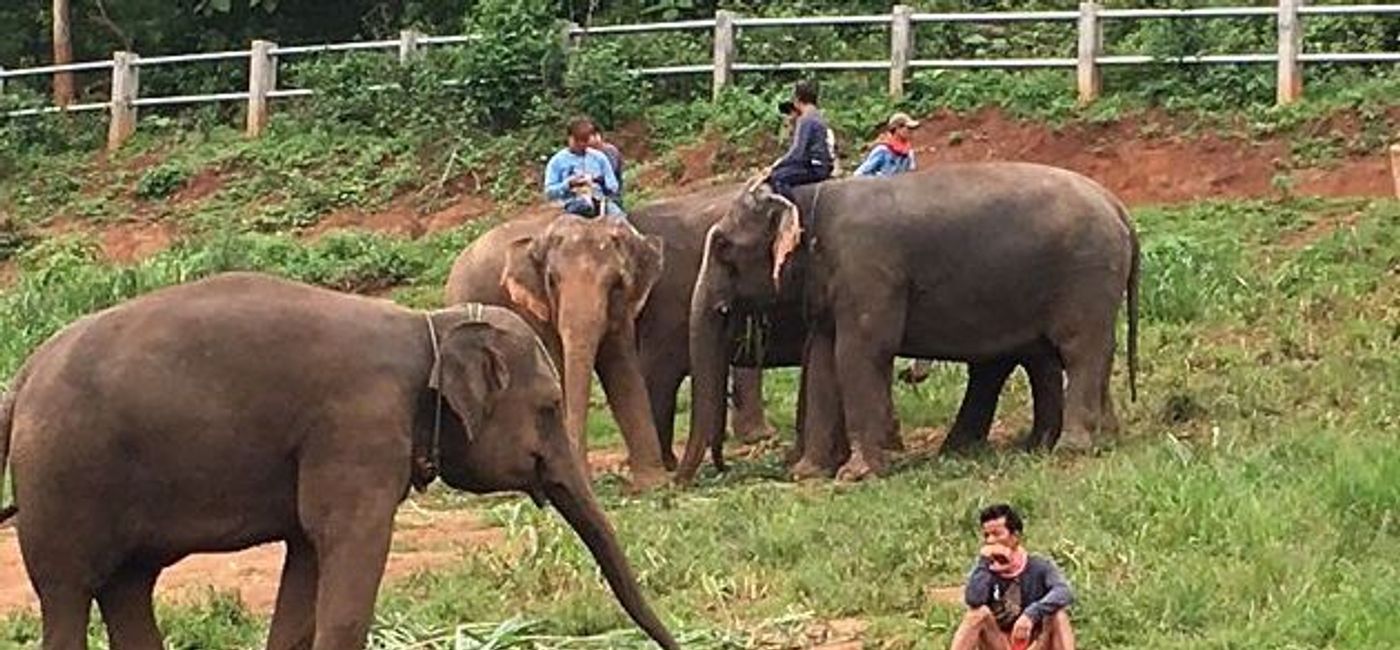 Image: PHOTO: Baan Chang Elephant Park, Thailand. (photo by Josh Lew)