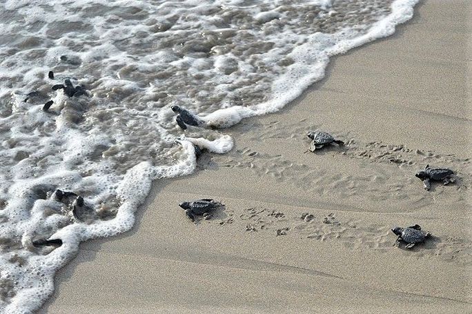Puerto Escondido Baby Sea Turtle Release 