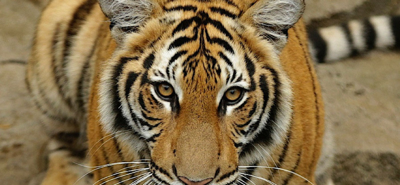 Image: PHOTO: The critically endangered Malayan Tiger. (photo courtesy of SeaWorld) 