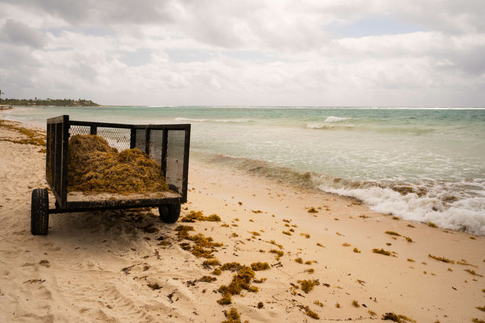 Cleaning up sargassum in Akumal Bay, Mexico.