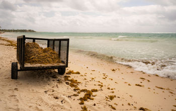 Cleaning up sargassum in Akumal Bay, Mexico.