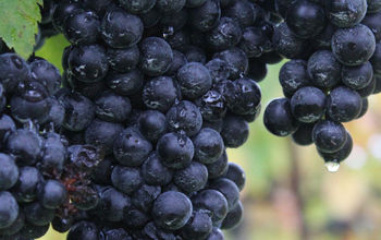 Enjoy fresh air, great food and top-notch tastings when you spend the night at a winery