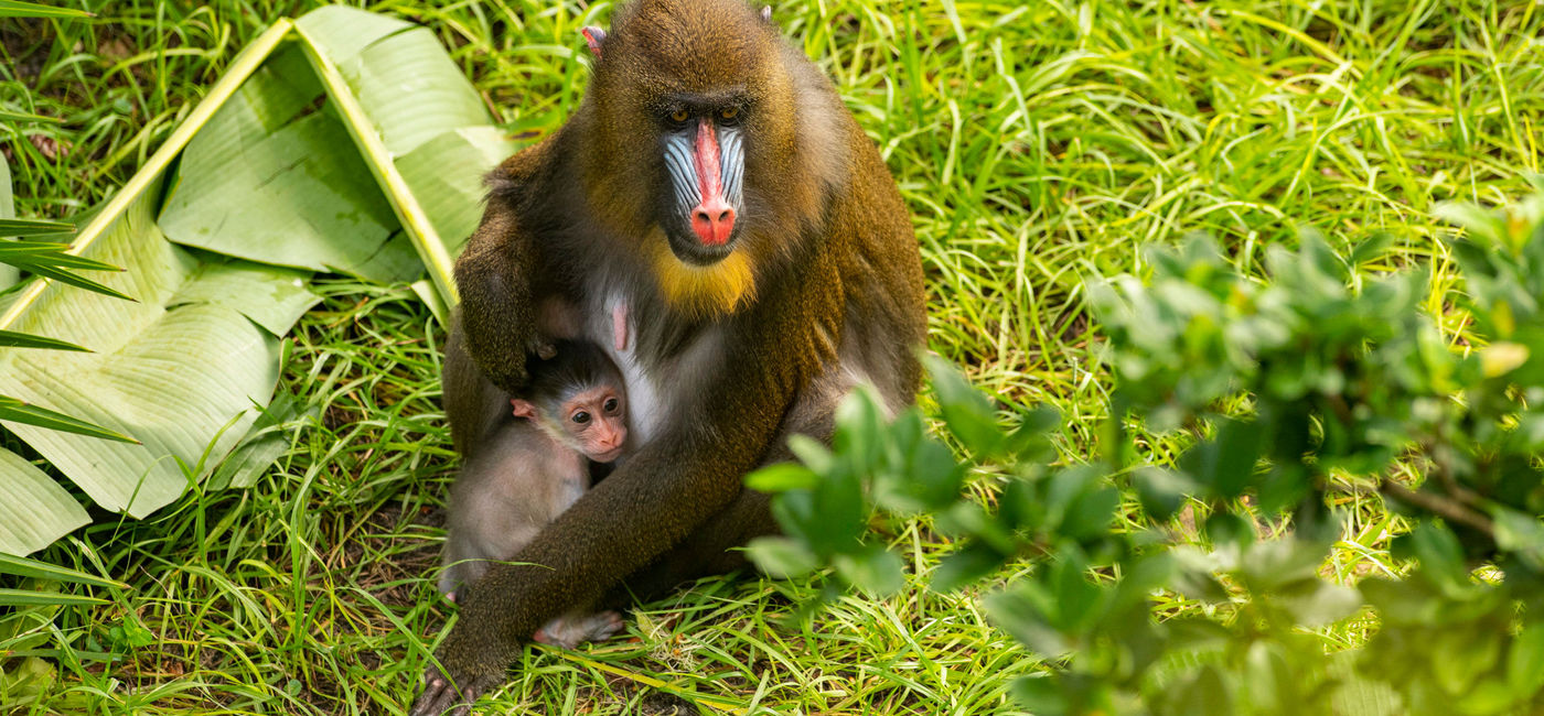 Image: PHOTO: Scarlett and her new baby at Disney Animal Kingdom. (photo courtesy of Walt Disney Parks & Resorts) (Walt Disney Parks & Resort)