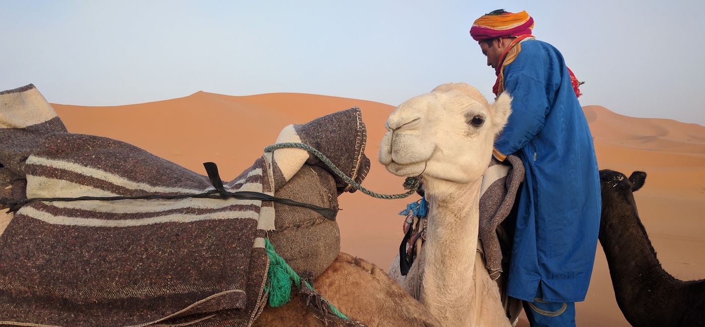 Image: A camel in  the Sahara Desert in Morocco (Eric Bowman)