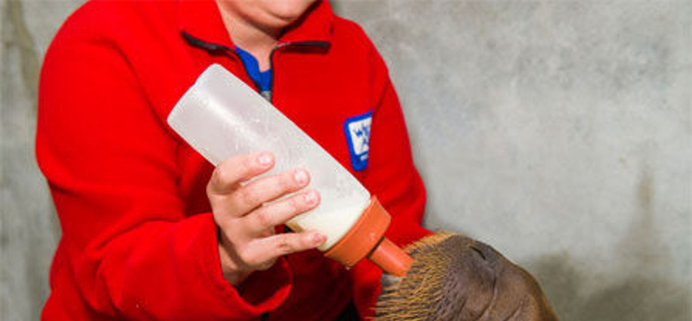 Image: PHOTO: Kaboodle's walrus calf nursing at SeaWorld. (photo courtesy of SeaWorld) 