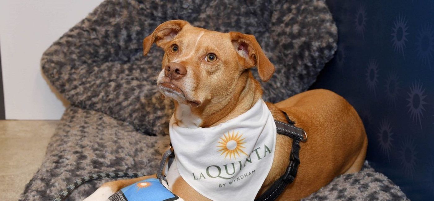 Image: PHOTO: Dog at La Quinta by Wyndham hotel. (photo via Wyndham Hotels and Resorts LLC)