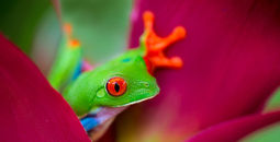 Red-eyed tree frog in Costa Rica